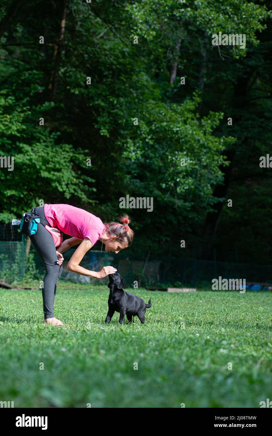 Female dog trainer luring young black labrador retriever puppy with food to teach her basic obedience outside in green nature. Stock Photo