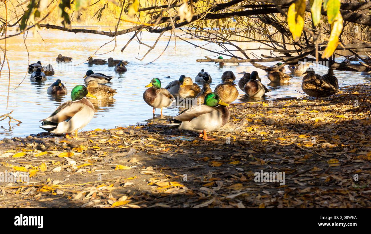 Wild ducks on the lake. Ducks, drakes sit, swim eat Stock Photo Alamy