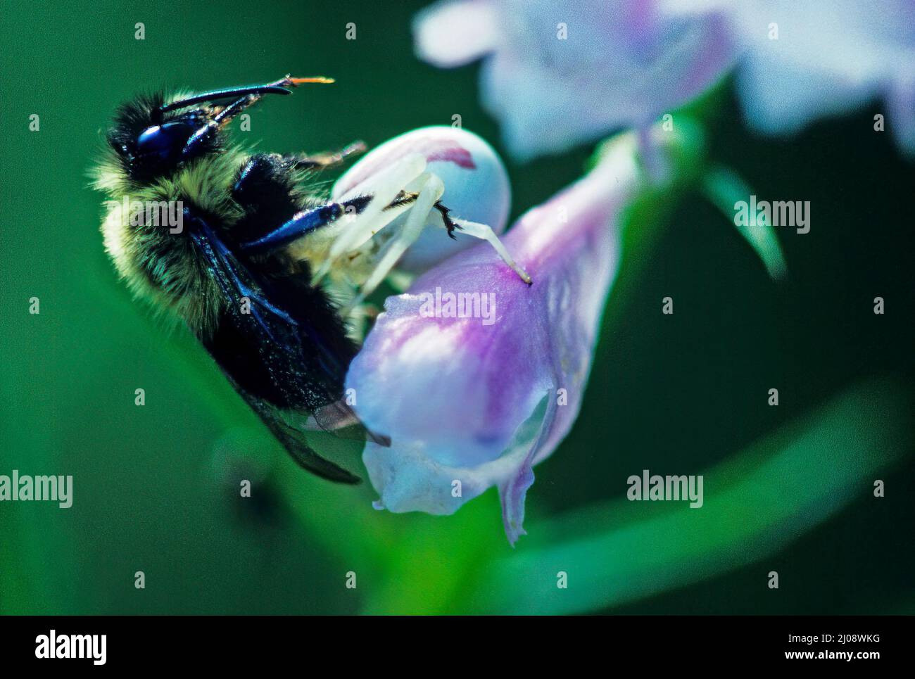 Flower Crab spider with Bumblebee prey Stock Photo