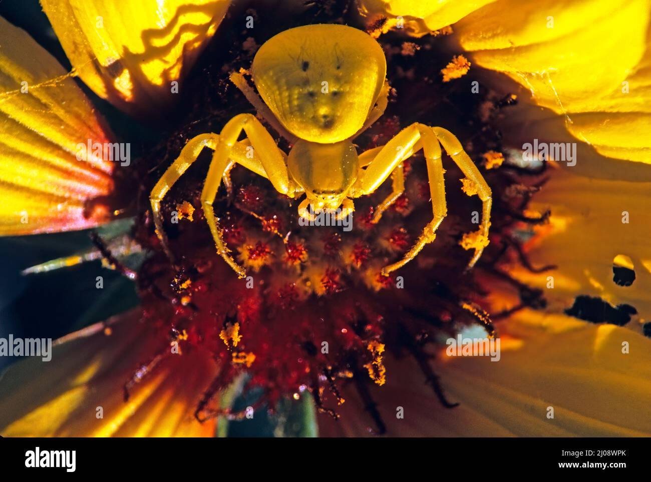 Flower Crab spider close-upin galleria blossom Stock Photo - Alamy