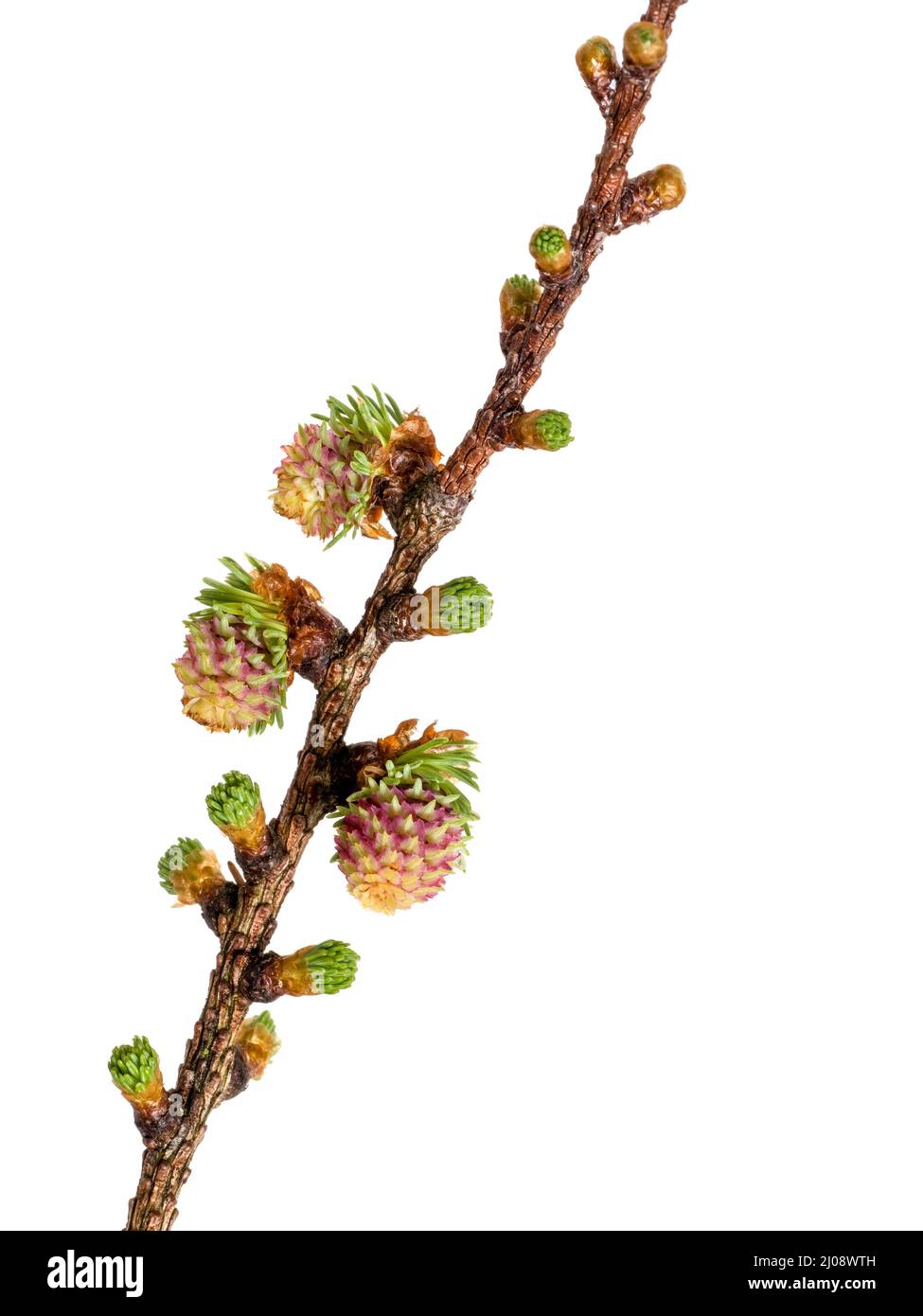 Tiny, baby pine cones - female flowers of the larch tree. Stock Photo