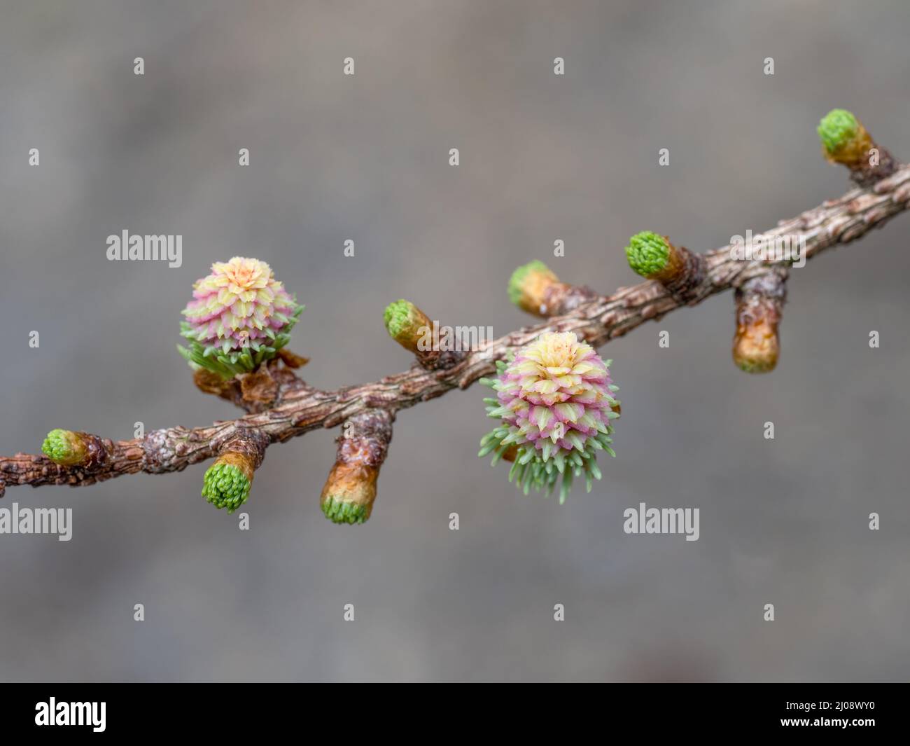 Tiny, baby pine cones - female flowers of the larch tree. Stock Photo