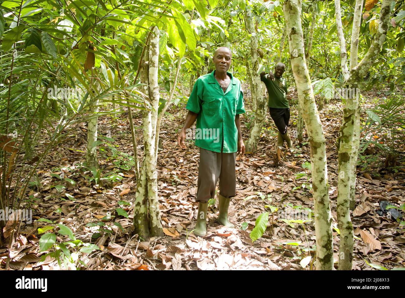two cocoa farmers under shade trees, Côte d'Ivoire Stock Photo