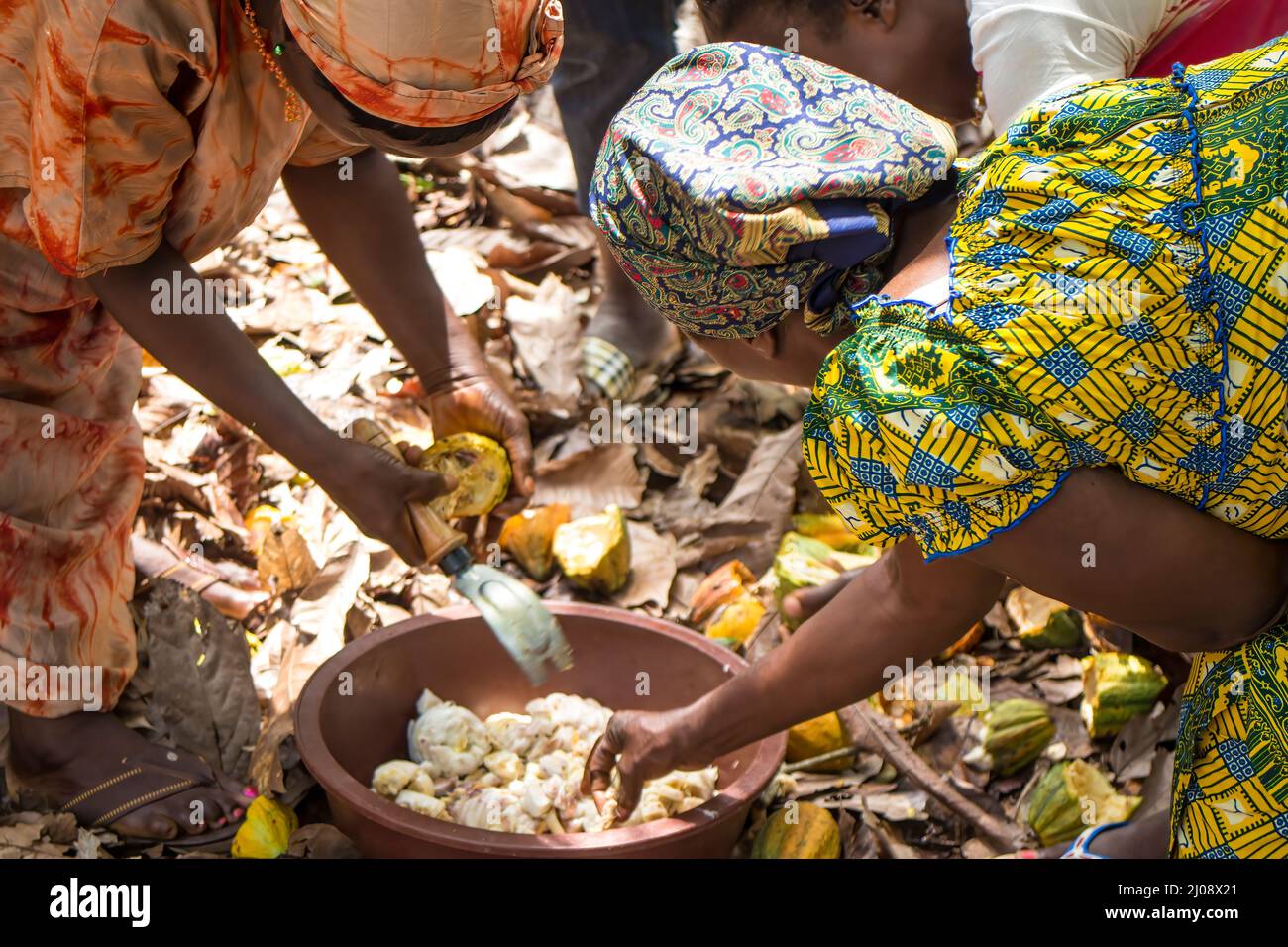 women farmers open cocoa pods to extract the beans, covered in white mucilage. Côte d'Ivoire Stock Photo