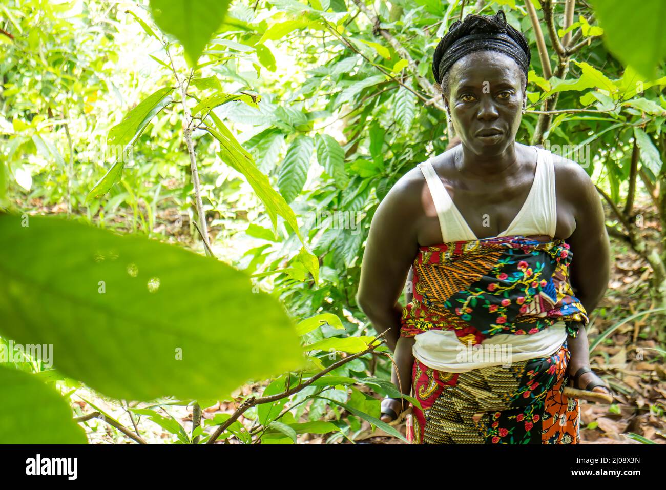 Female cocoa farmer carries her baby through the field, Côte d'ivoire Stock Photo