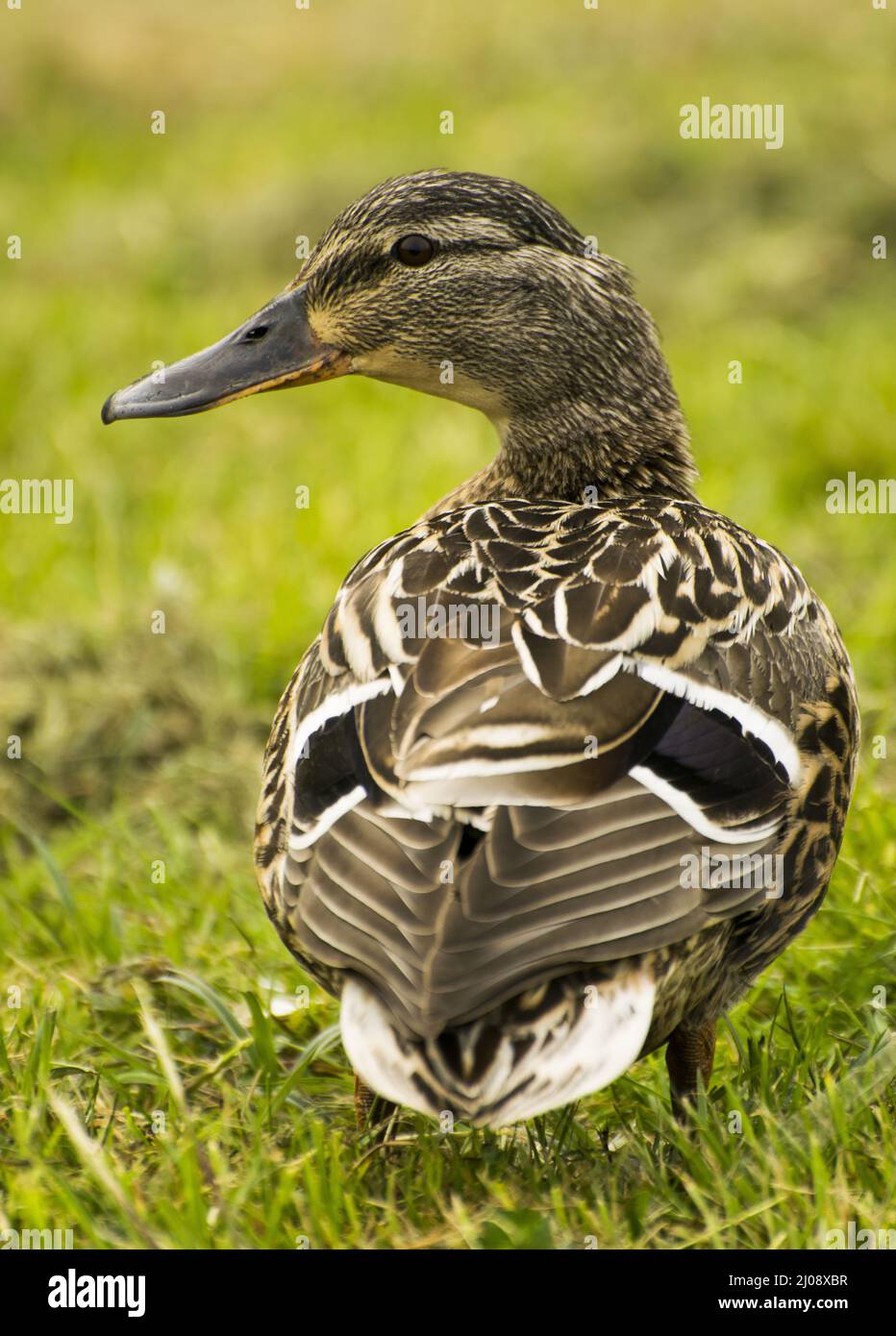 Duck from behind hi-res stock photography and images - Alamy
