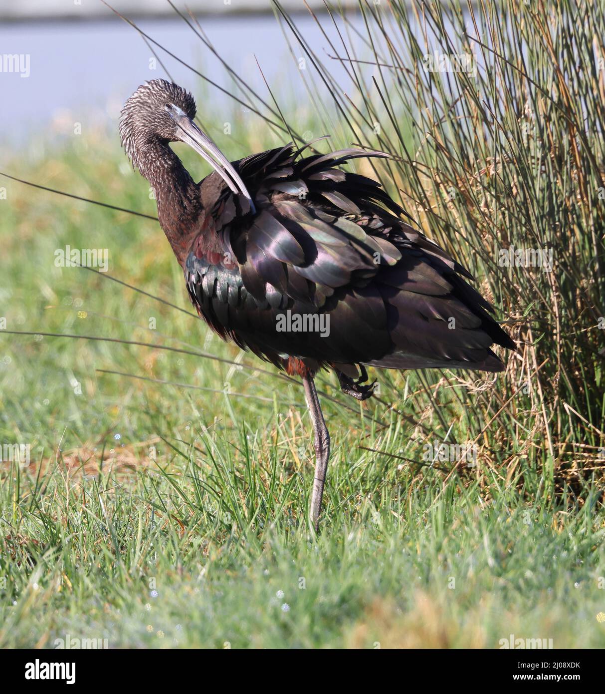 A Glossy Ibis A Rare Bird In Gloucestershire UK Stock Photo Alamy a-glossy-ibis-a-rare-bird-in-gloucestershire-uk-stock-photo-alamy