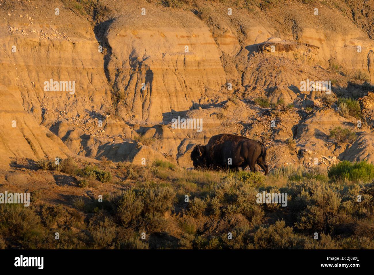 A bison with the badlands in the background in Theodore Roosevelt National Park, North Dakota. Stock Photo
