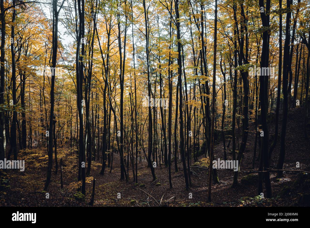 Landscape of autumn trees in the forest Stock Photo - Alamy