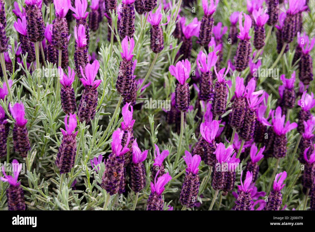 Lavender, Lavandula pedunculata, French Lavender, Butterfly lavender