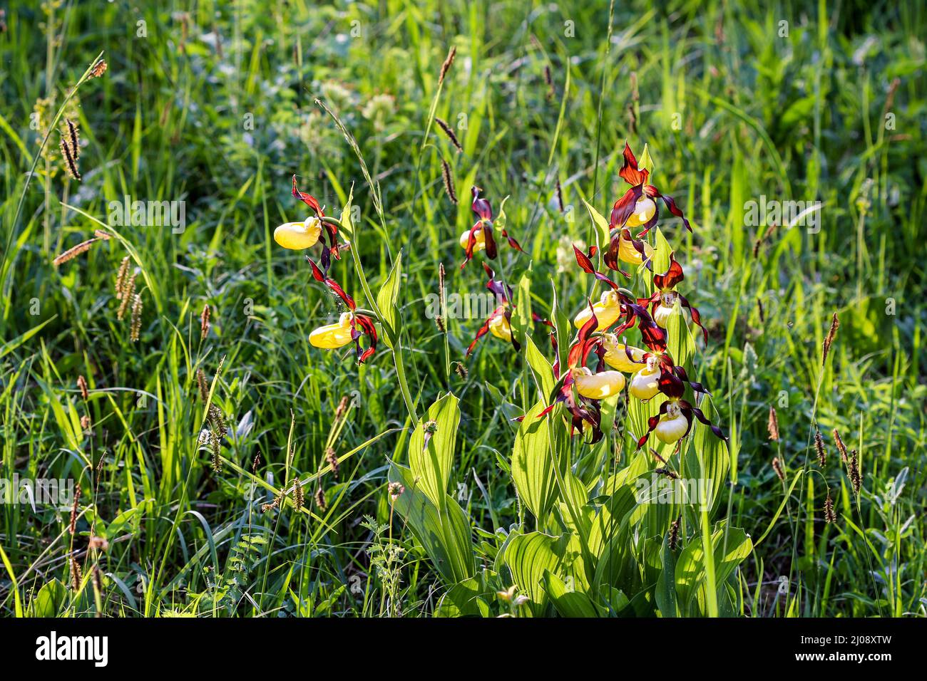 Lady Slipper (Cypripedium calceolus ) flowers (backlit) in the protected nature area, Schaffhausen, Switzerland Stock Photo