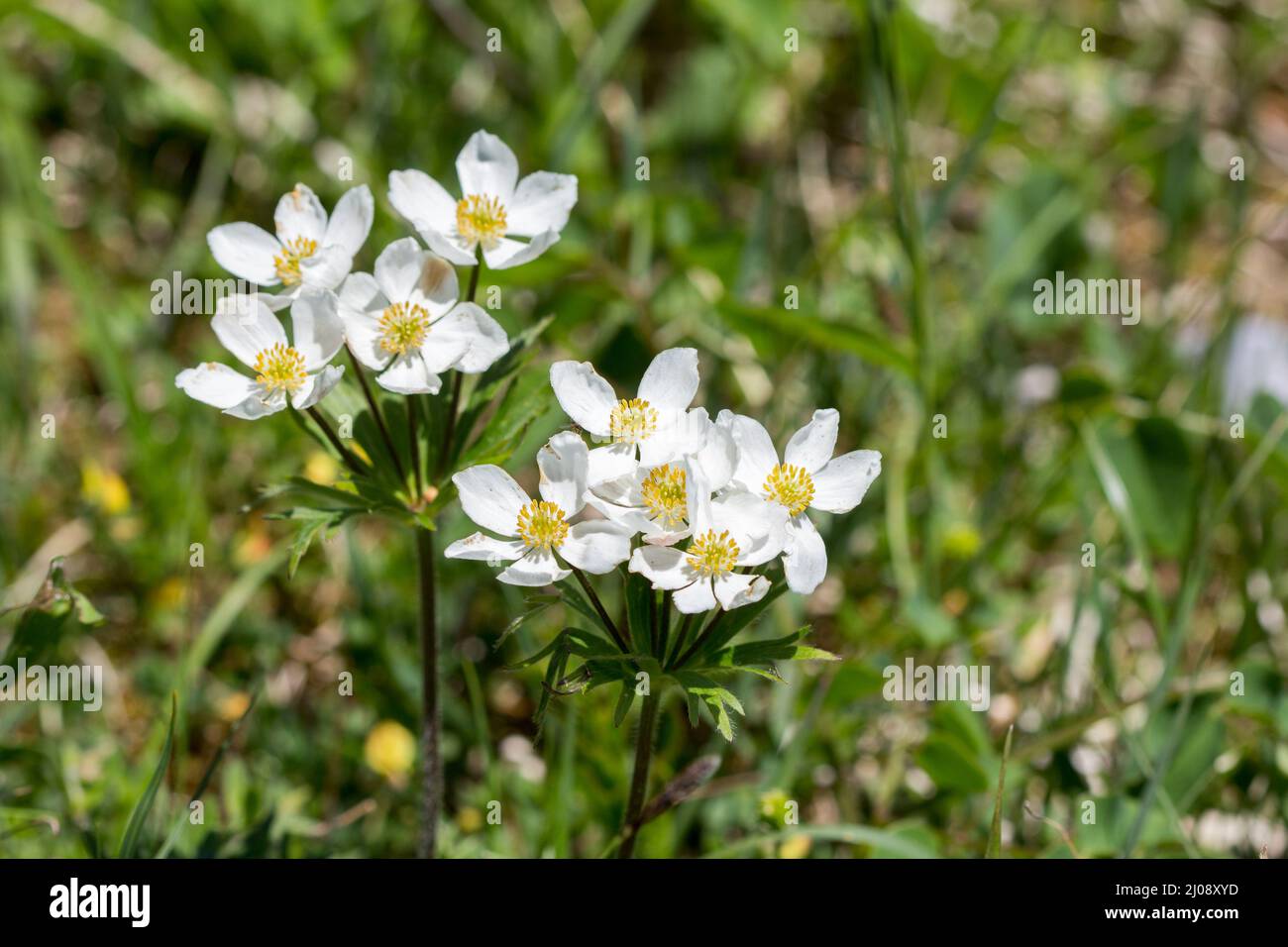 Alps Flora: narcissus anemone or narcissus-flowered anemone Stock Photo