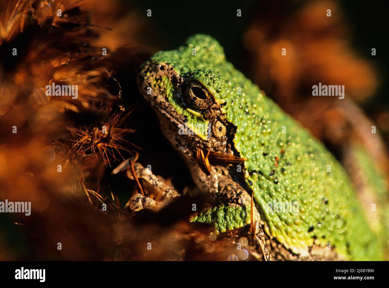 Dryophytes Color Gray tree frog (Dryophytes versicolor) up close Stock Photo - Alamy