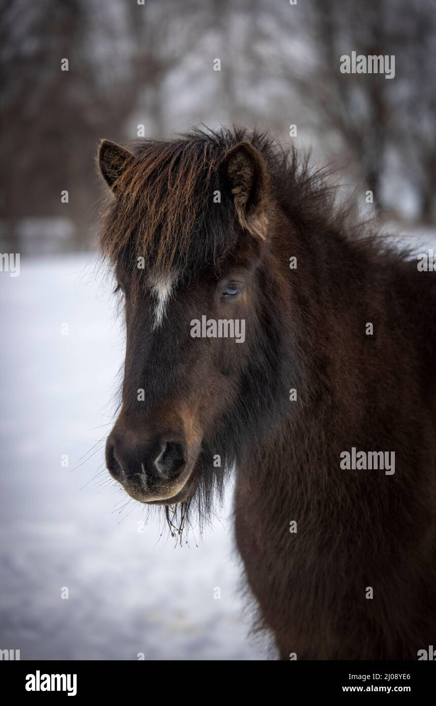 A curious Icelandic horse mare Stock Photo