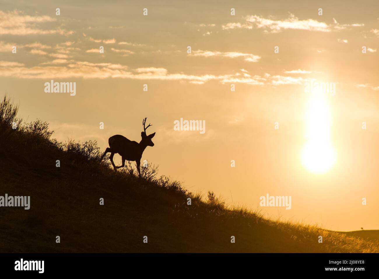 a silhouette of a mule deer that is shedding while running down a hill in theodore roosevelt national park north dakota 2J08YE8