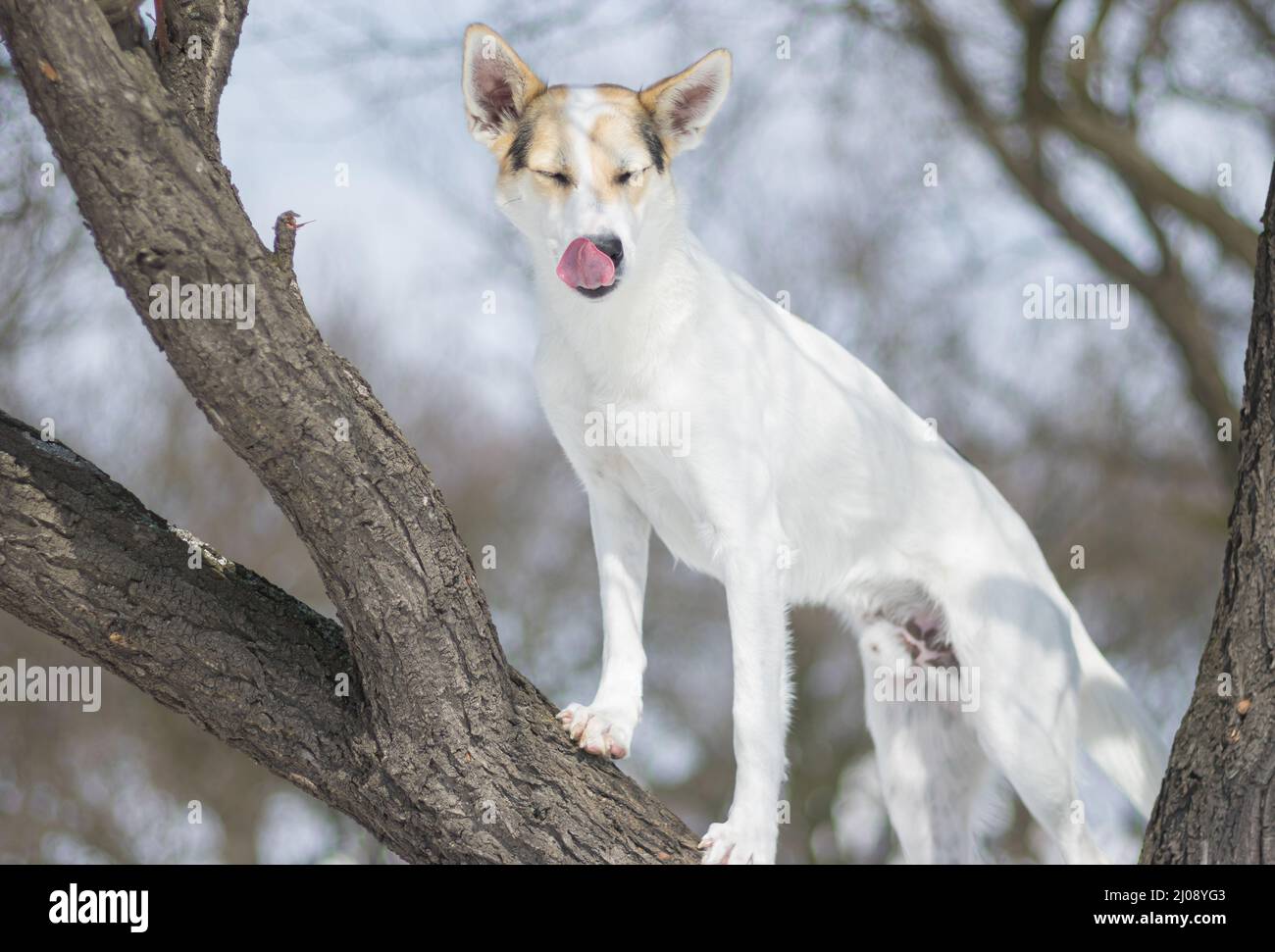 White cross-breed dog standing on apricot tree at winter season and licking Stock Photo