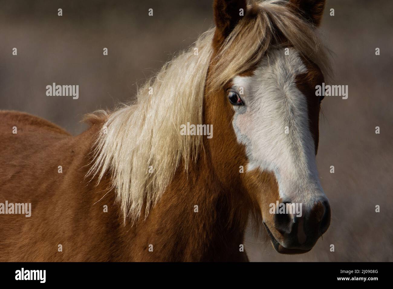 Feral horse hi-res stock photography and images - Alamy