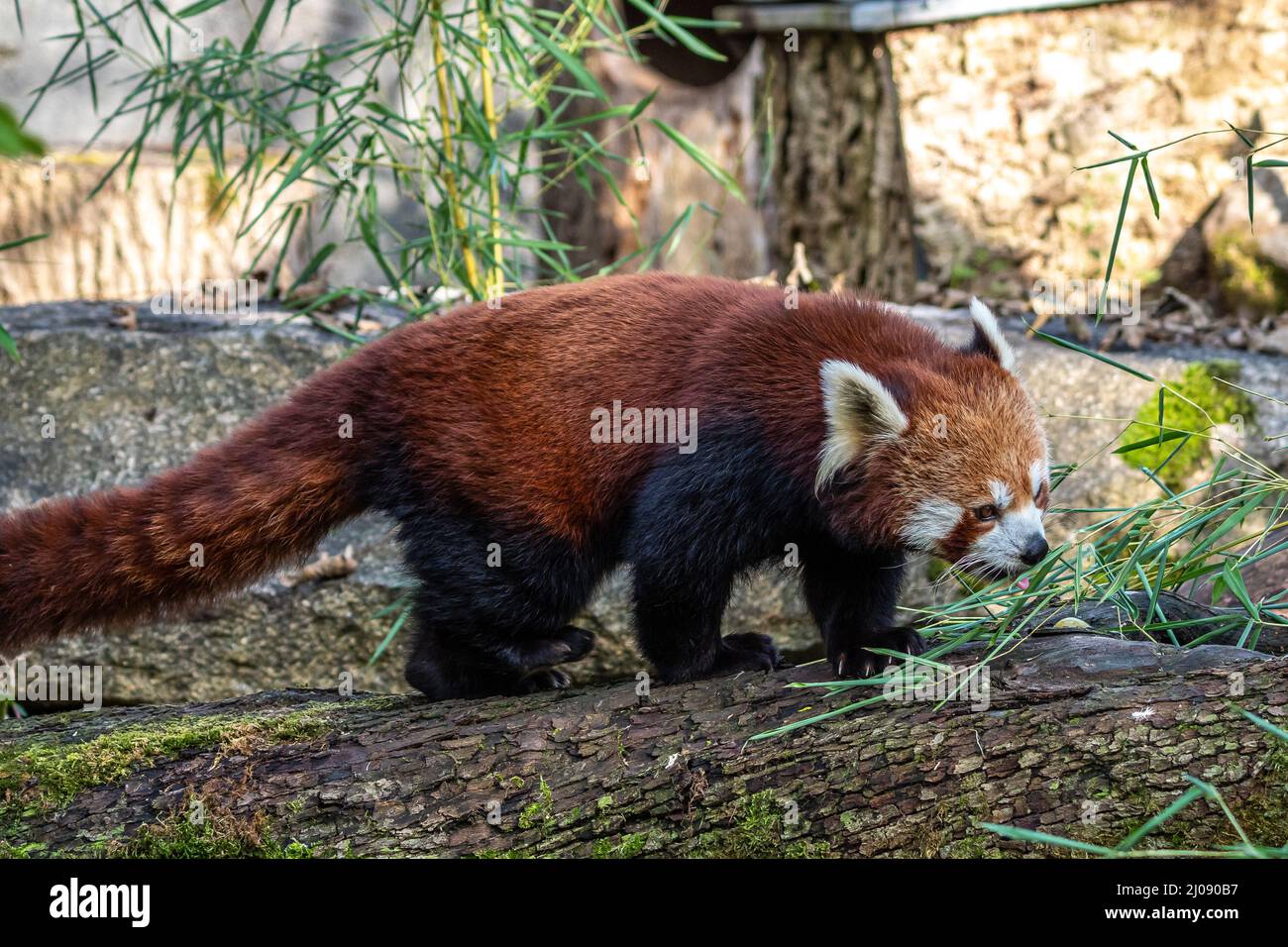 The red panda, Ailurus fulgens, also called the lesser panda and the red  cat-bear Stock Photo - Alamy