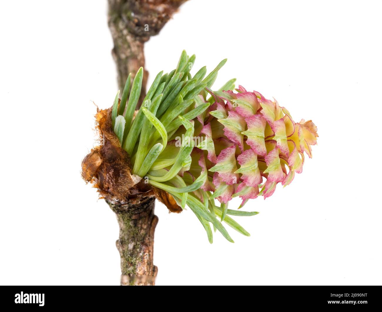 One baby pine cone - female flower of the larch tree. Stock Photo