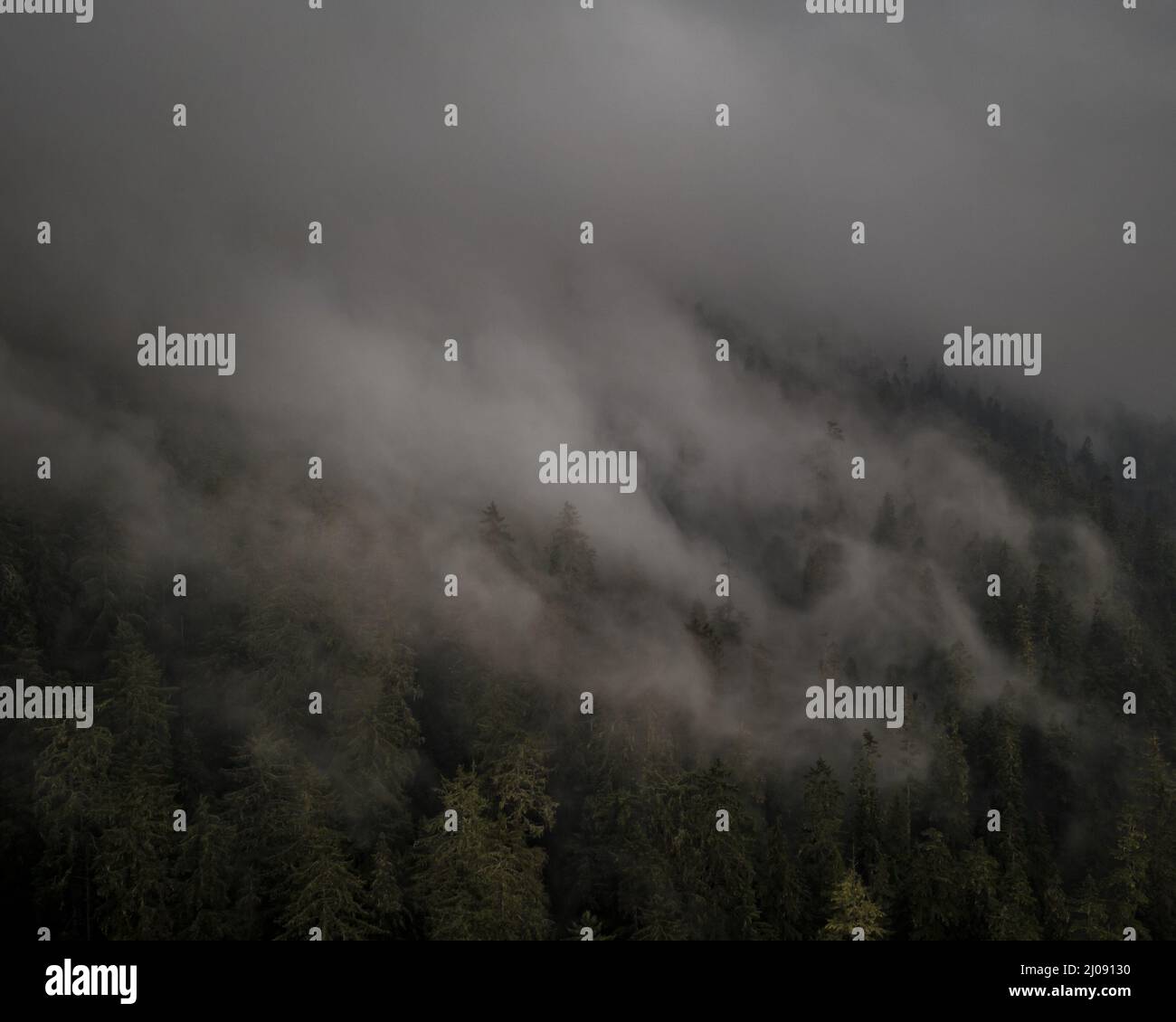 Aerial shot of trees with green foliage on a foggy day Stock Photo - Alamy