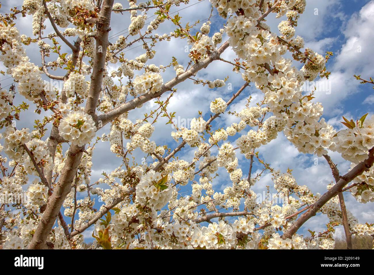 Spring Composition Flowering spring tree. Seasonal floral nature background. Spring ...