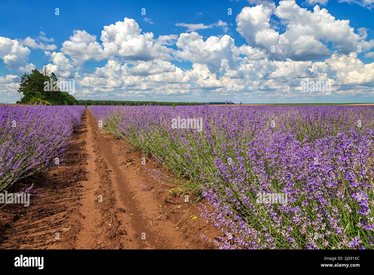 Lavender flower scented fields in endless rows. Day view with fluffy clouds. Stock Photo