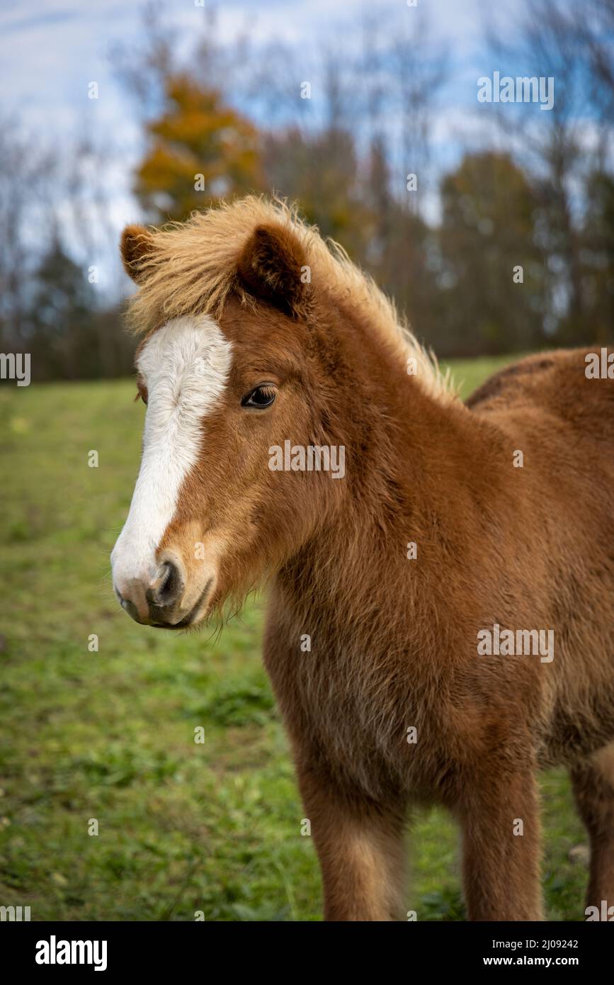 A chestnut Icelandic horse filly with a large blaze Stock Photo