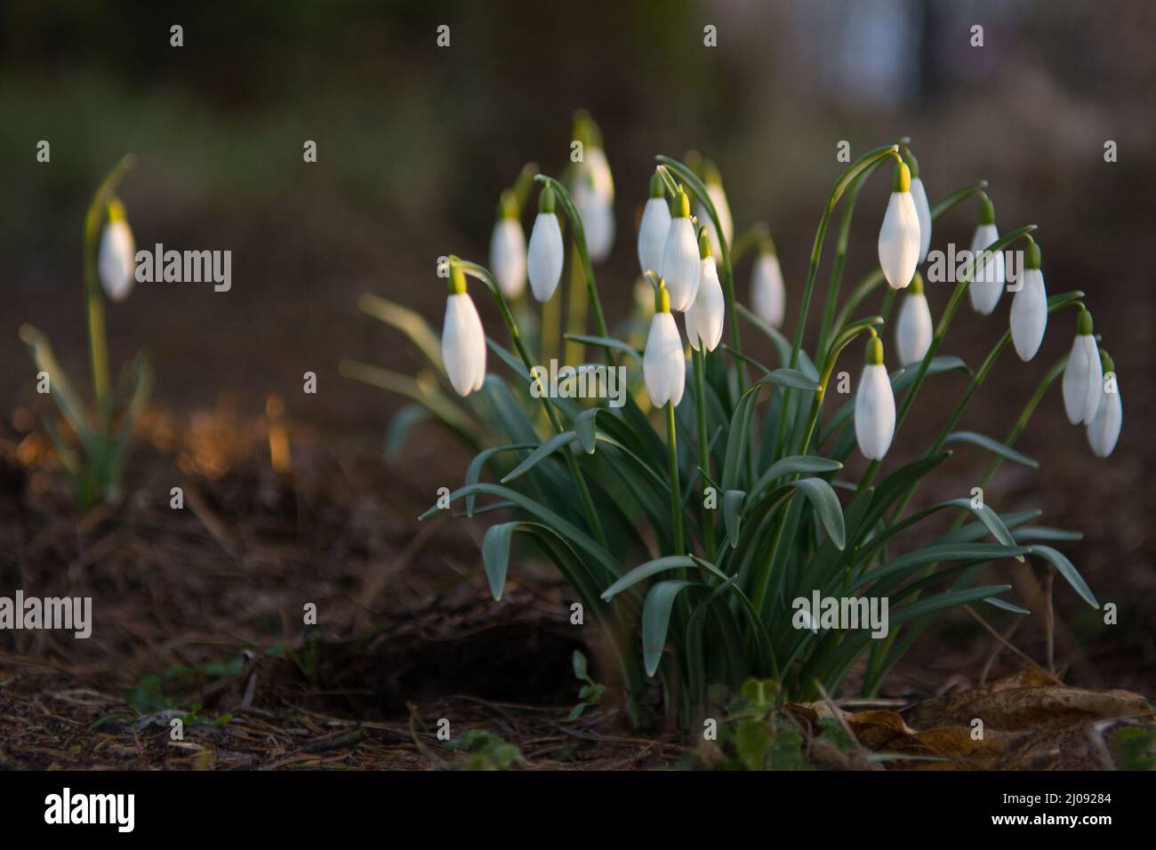 Firstflowers hi-res stock photography and images - Alamy