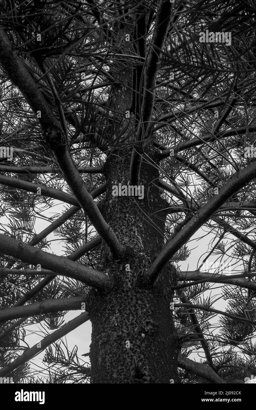 Vertical shot of an old wooden tree with branches in a forest in