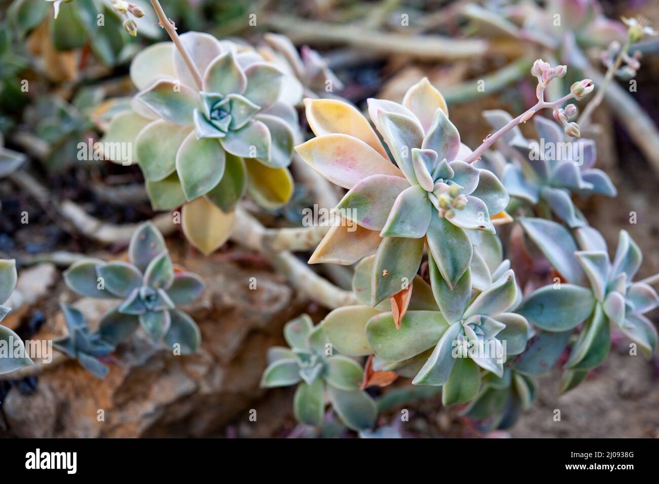 Graptopetalum paraguayense is a species of succulent plant in the jade plant family, Crassulaceae, that is native to Tamaulipas, Mexico.. Stock Photo