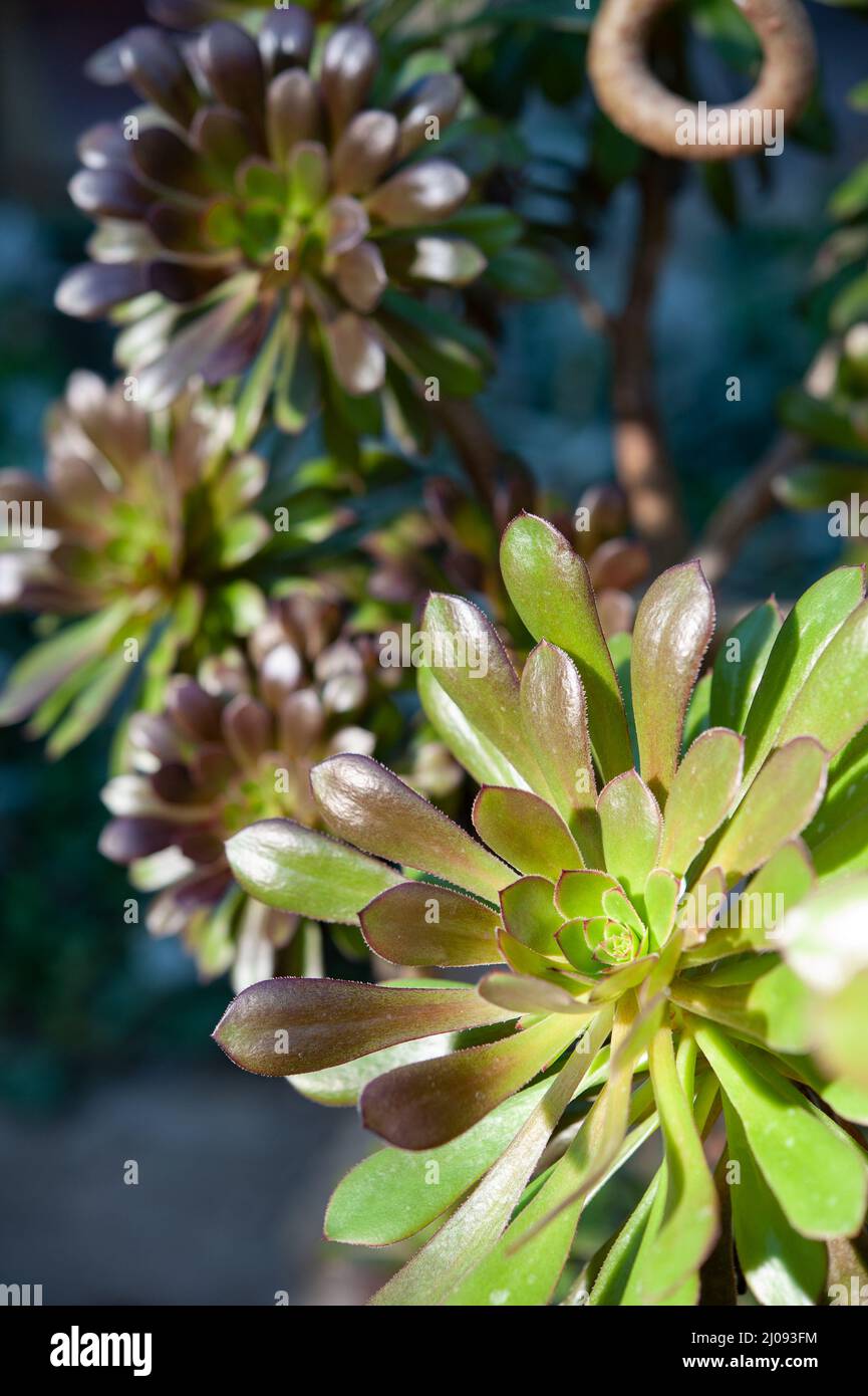 Aeonium arboreum, the tree aeonium, tree houseleek, or Irish rose, is a succulent, subtropical subshrub in the flowering plant family Crassulaceae. . Stock Photo
