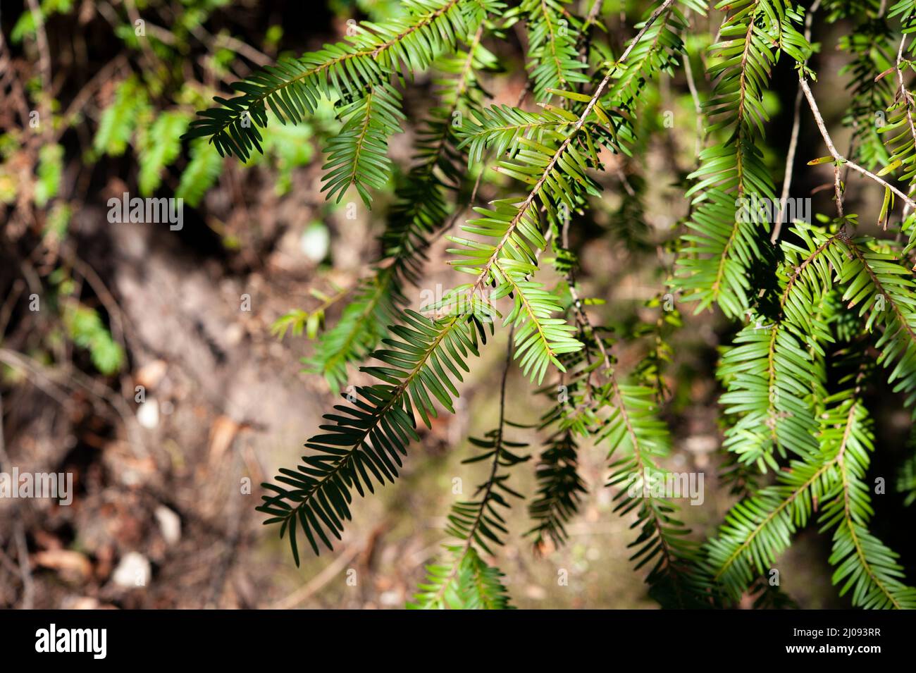 Taxus baccata is a species of evergreen tree in the family Taxaceae, also know as yew.. Stock Photo