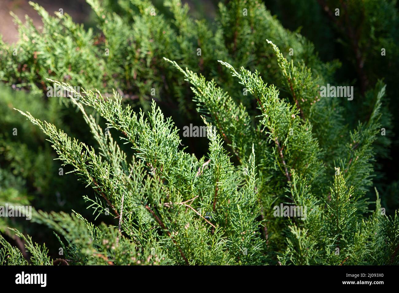Juniperus sabina, is a species of small tree or shrub in the cypress family Cupressaceae.. Stock Photo