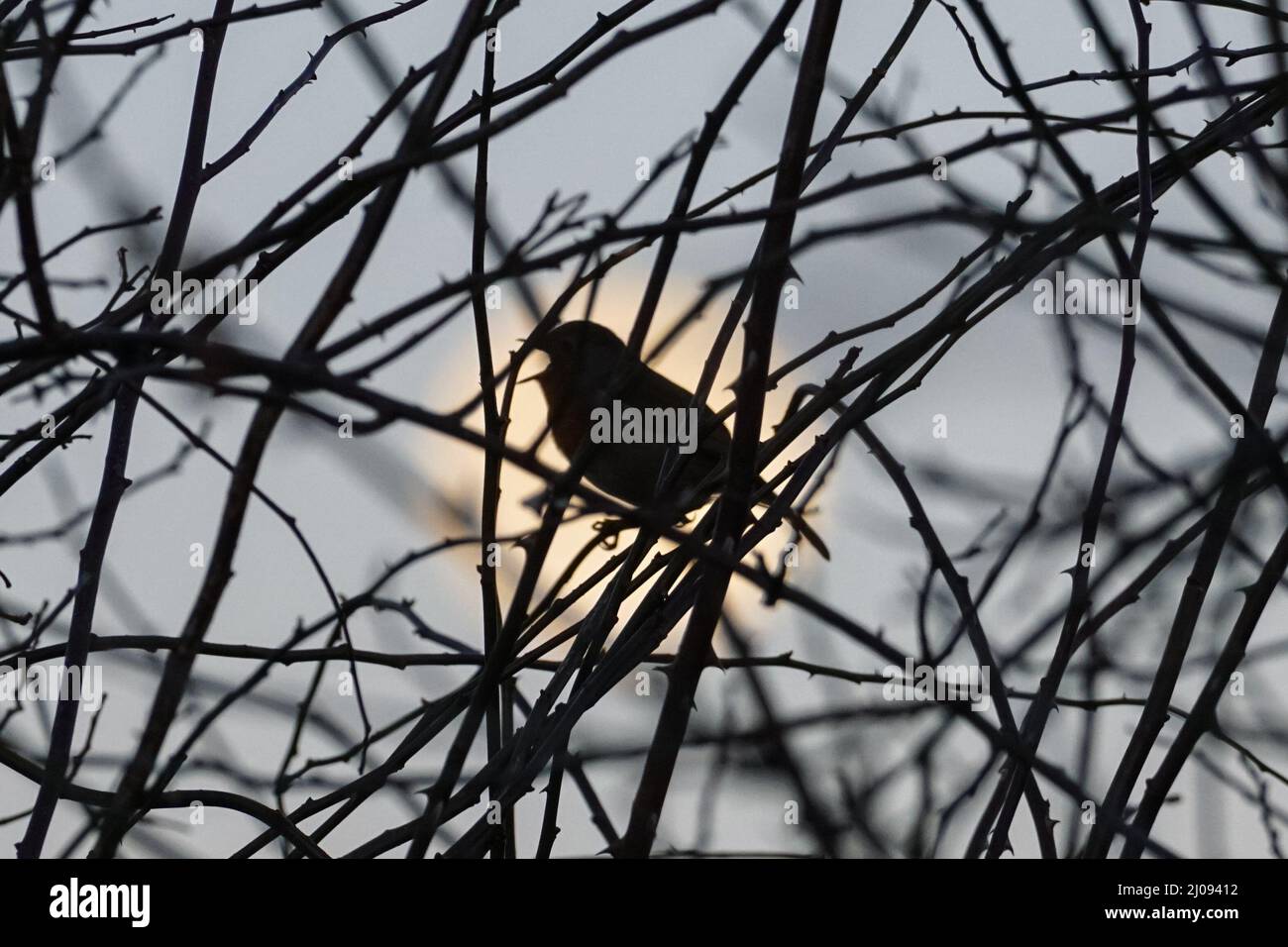 Rainham, Essex, UK. 17th Mar, 2022. UK Weather: European robin (Erithacus rubecula) singing with nearly full moon rising behind. Credit: Marcin Rogozinski/Alamy Live News Stock Photo