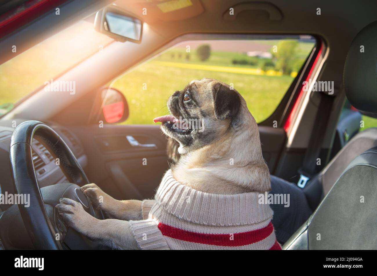 A dog in a sweater controls the car. Funny allusion to self-driving cars in the future. Stock Photo