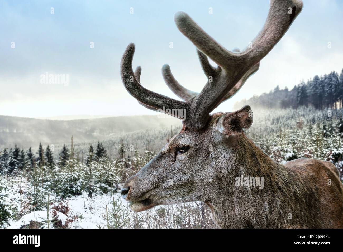 A stag with imposing antlers stands in front of a forest landscape in winter. Stock Photo