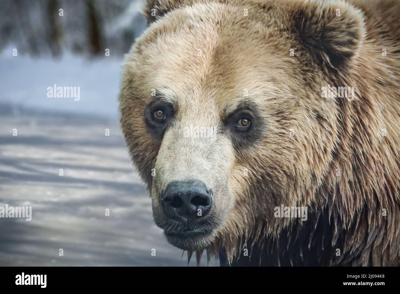 The big head of a brown bear in front of a frozen pond. The bear keeps eye contact with the camera. Its fur is wet. Stock Photo