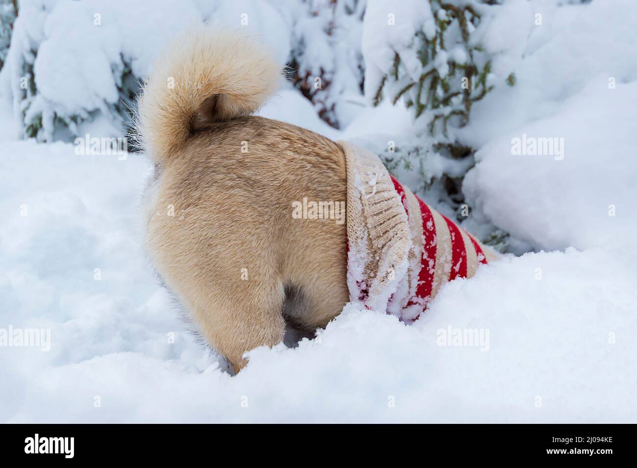 dog (pug) with sweater burrows headfirst in deep snow Stock Photo