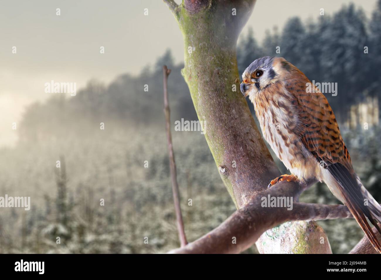 A young bird of the genus falcon sits on a tree in front of a winter forest. Beautiful winter atmosphere with snow drifts. Stock Photo