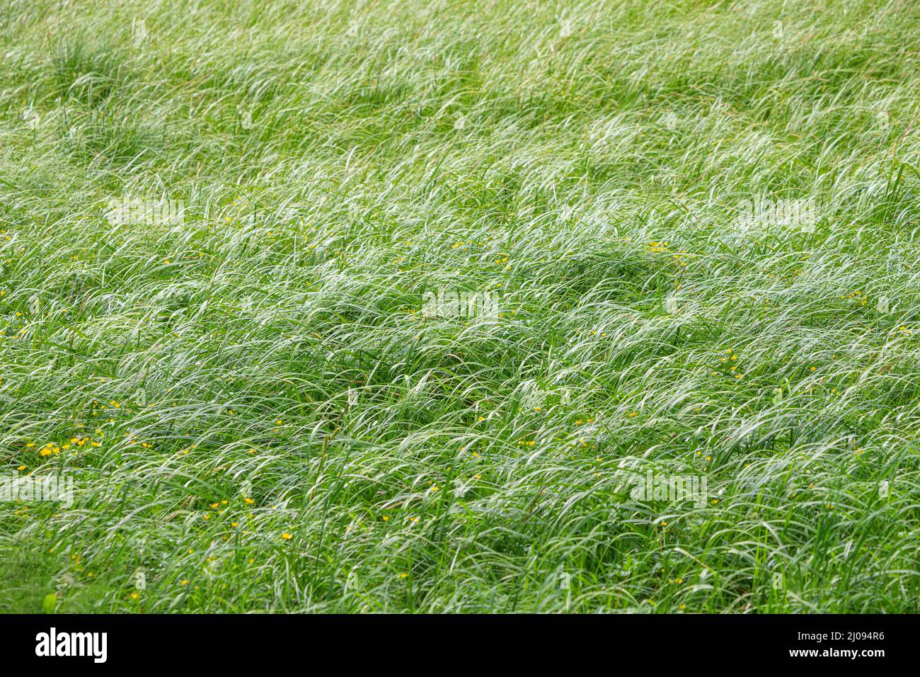 Green juicy spring grass in hi-res stock photography and images - Alamy