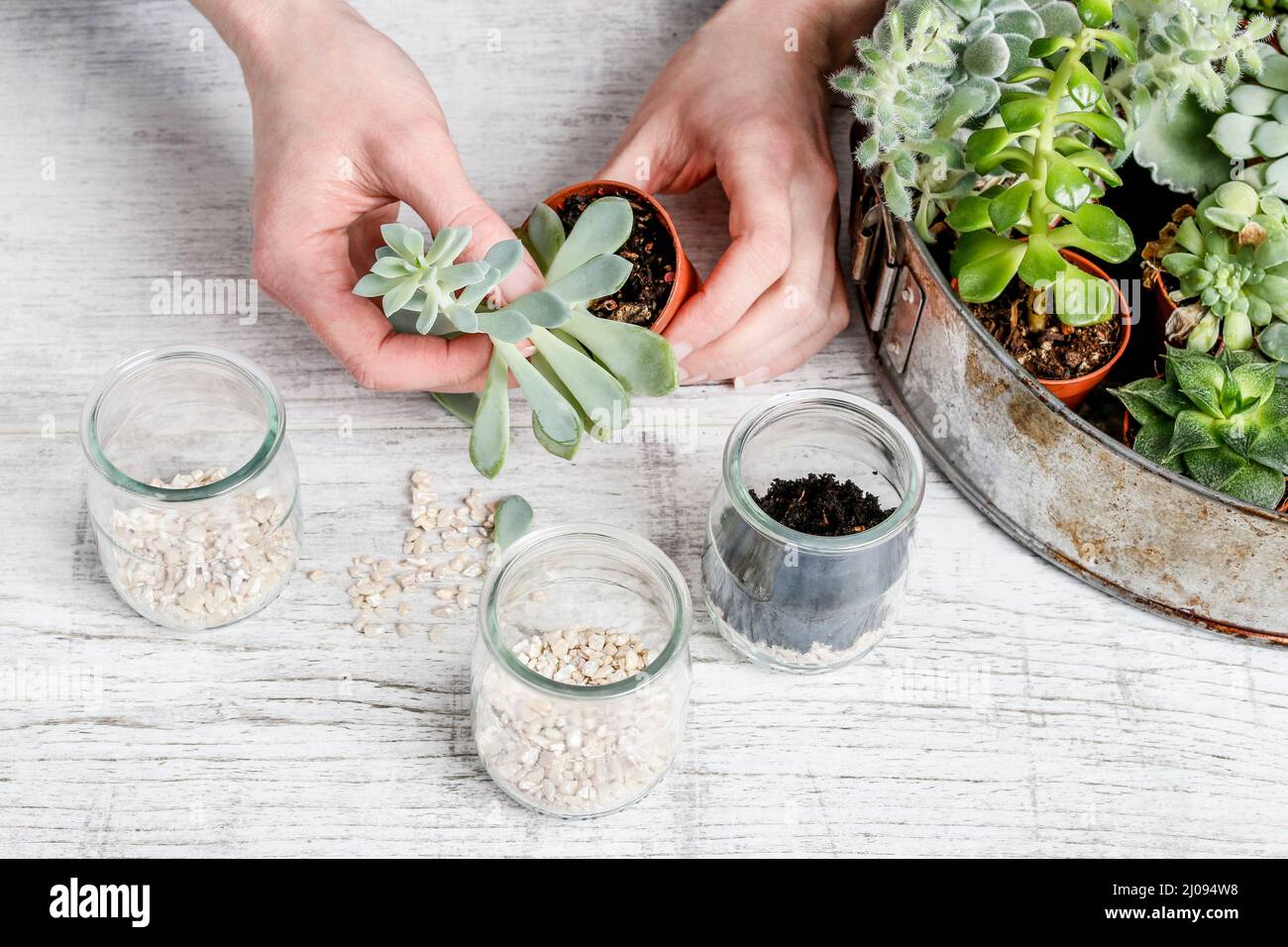 How to make floral arrangement with succulent plants tutorial. Garden