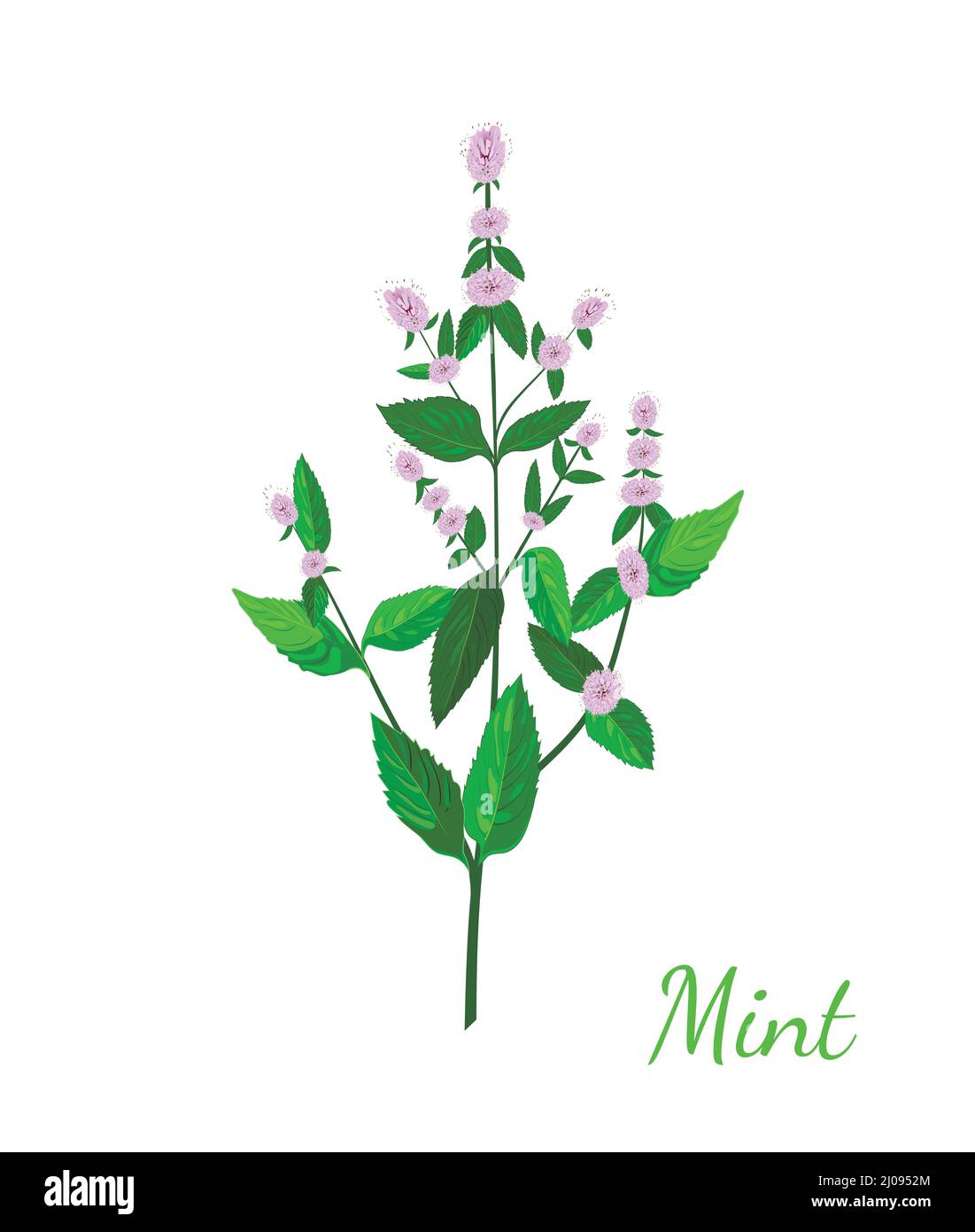 Vector icon of a cartoon mint leaf, fresh peppermint isolated Stock