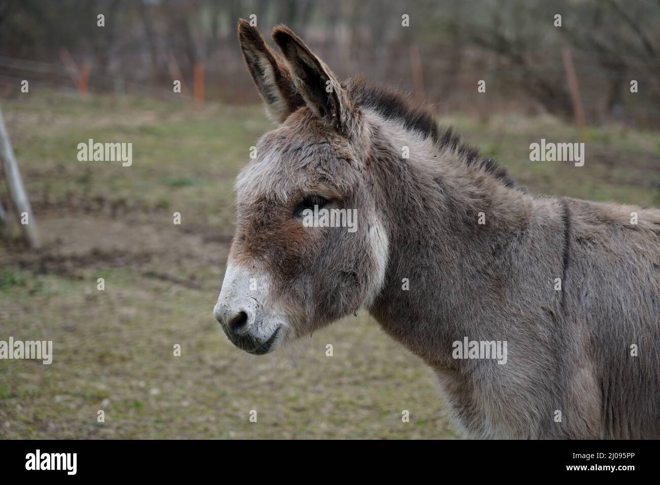 In a small zoo in Saxony a donkey looks curiously at the visitors Zufrieden mit dem Ergebnis? ★ ★ ★ ★ ★ Die PONS Textübersetzung – jetzt neu mit viele Stock Photo