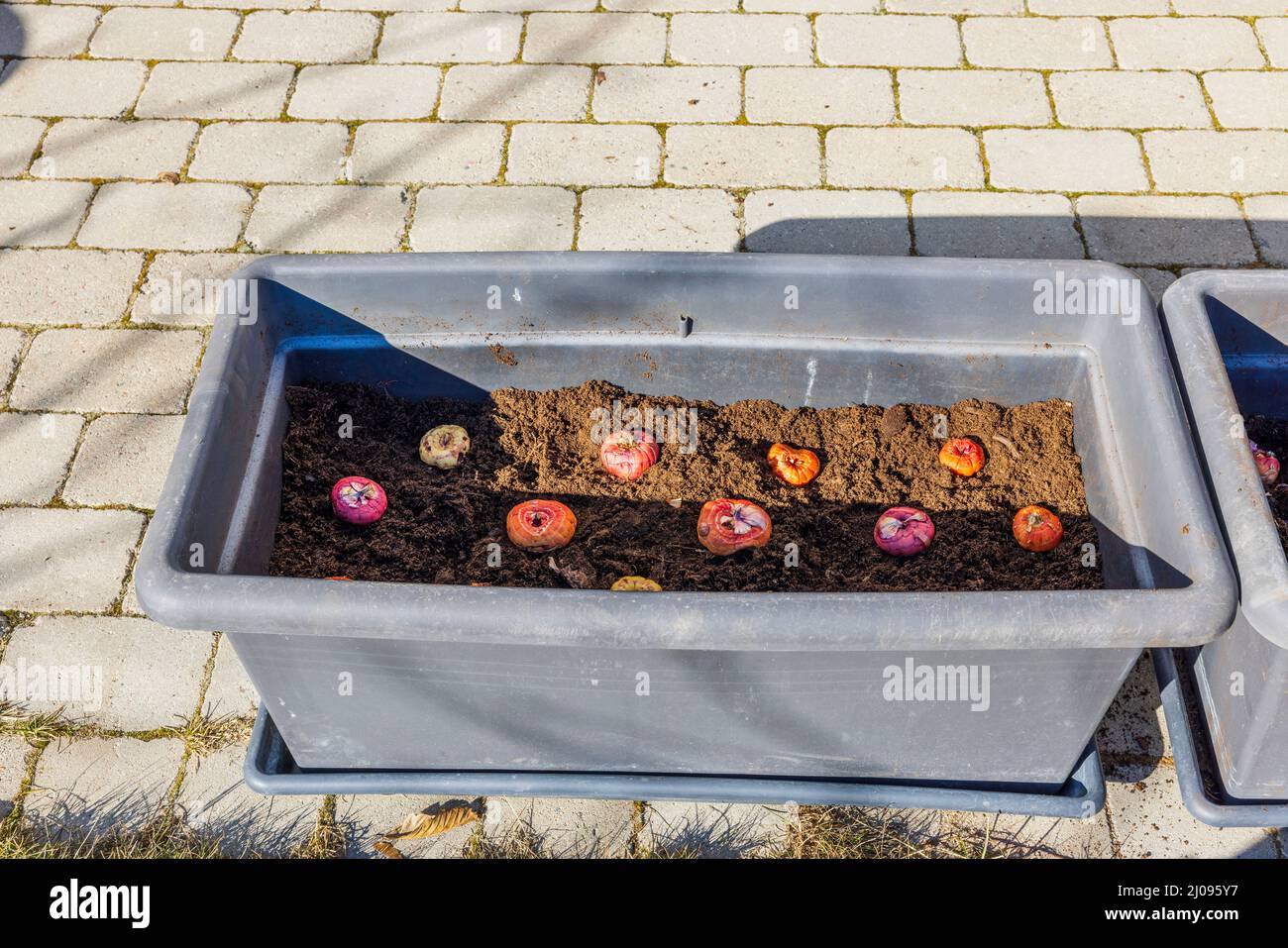 Beautiful view of planting gladiolus bulbs of soil in flower bed of