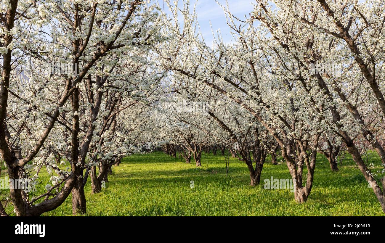 Plum orchard flowering in the fruiting season Stock Photo Alamy
