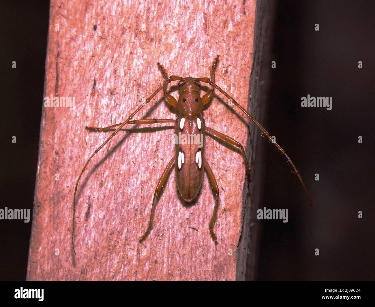 top view of a brown with white dots longhorn beetle (Cerambycidae) on a tree trunk isolated on a black background Stock Photo