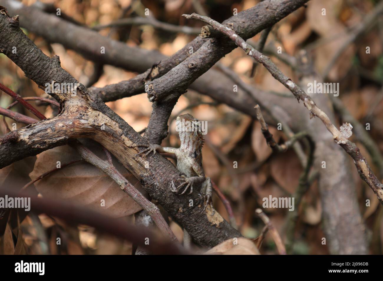Head and Ventral view of a female oriental garden lizard between dead jack twigs Stock Photo