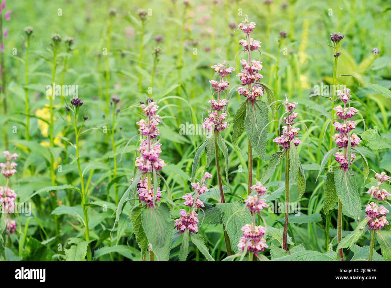 Phlomoides tuberosa or Jerusalem Sage blooming plant is a famous medicine herb Stock Photo