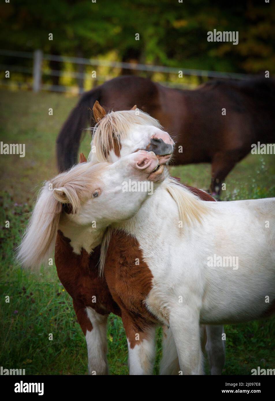 An Iceland horse stallion gives a love bite to a mare Stock Photo