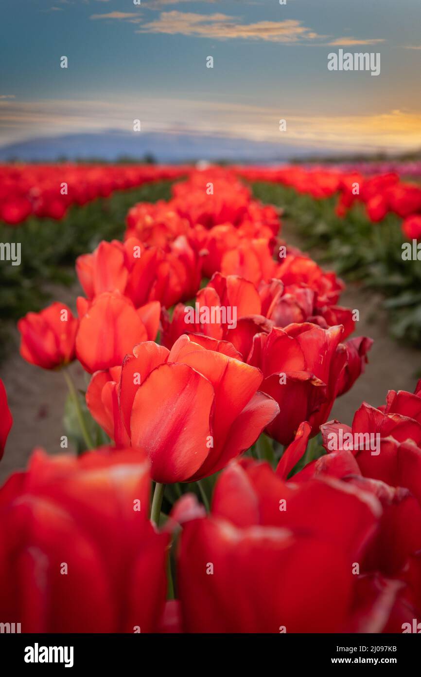 Beautiful view of red tulips at Skagit Valley Tulip Festival, WA